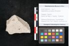 Foto (Objekt + Etikett) von Glyptostrobus europaeus Brongniart (NHMW-GEO-2024-0188-6763)